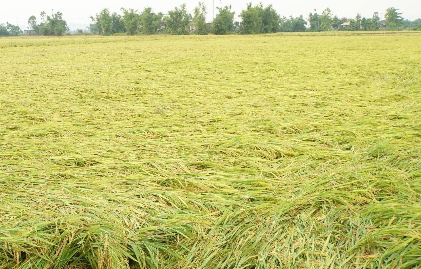 Dông lốc ở Thừa Thiên Huế gây mất điện diện rộng, gần 1.300 ha lúa bị đổ ngã- Ảnh 1.